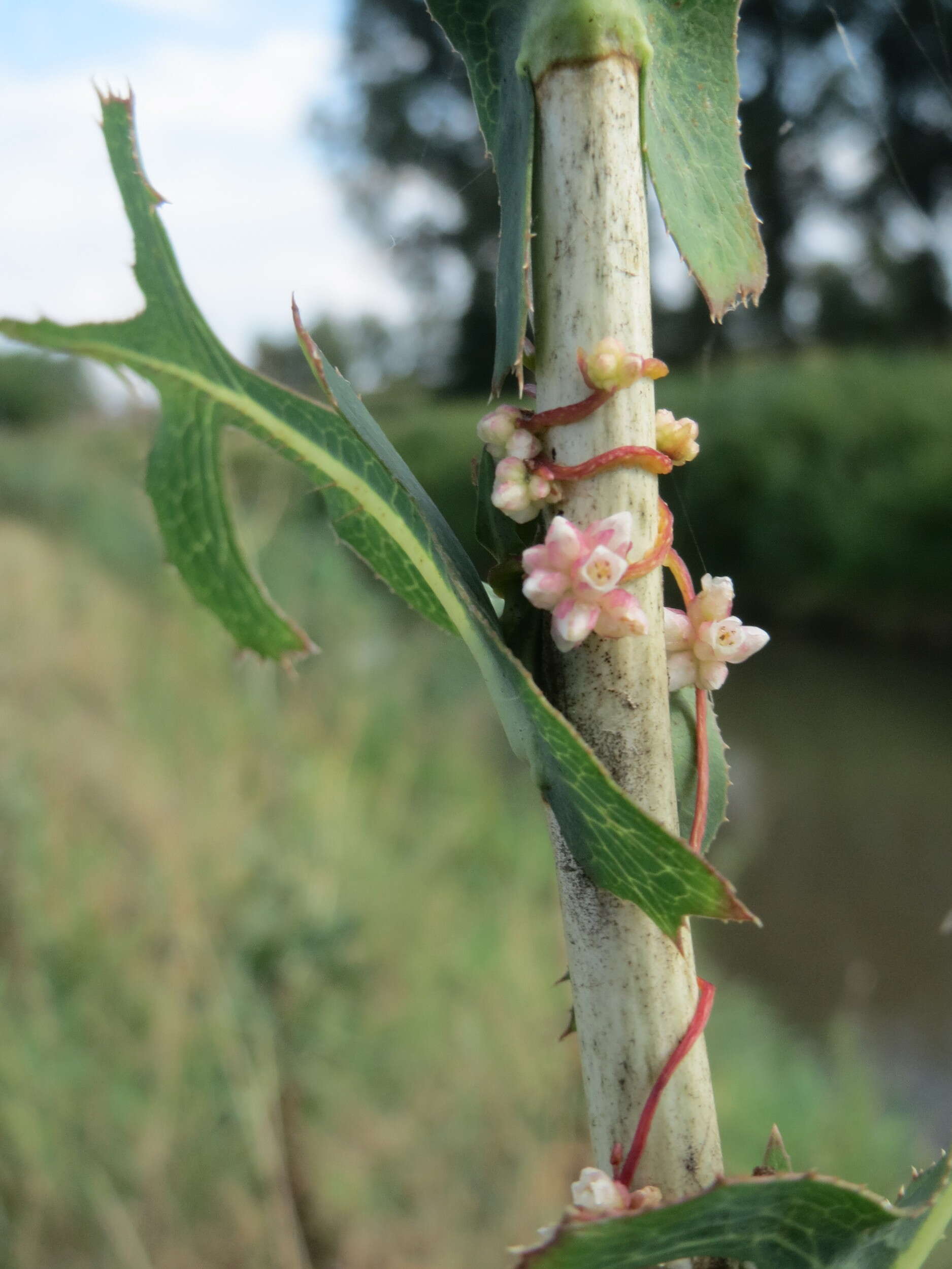 Image of greater dodder