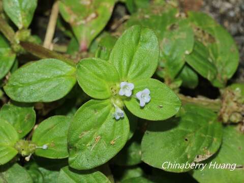 Image of winged false buttonweed