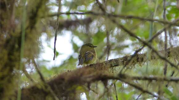 Image of Flavescent Flycatcher