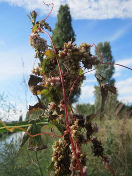 Image of greater dodder