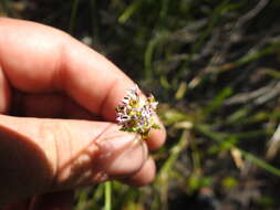 Image de Lobelia jasionoides (A. DC.) E. Wimm.