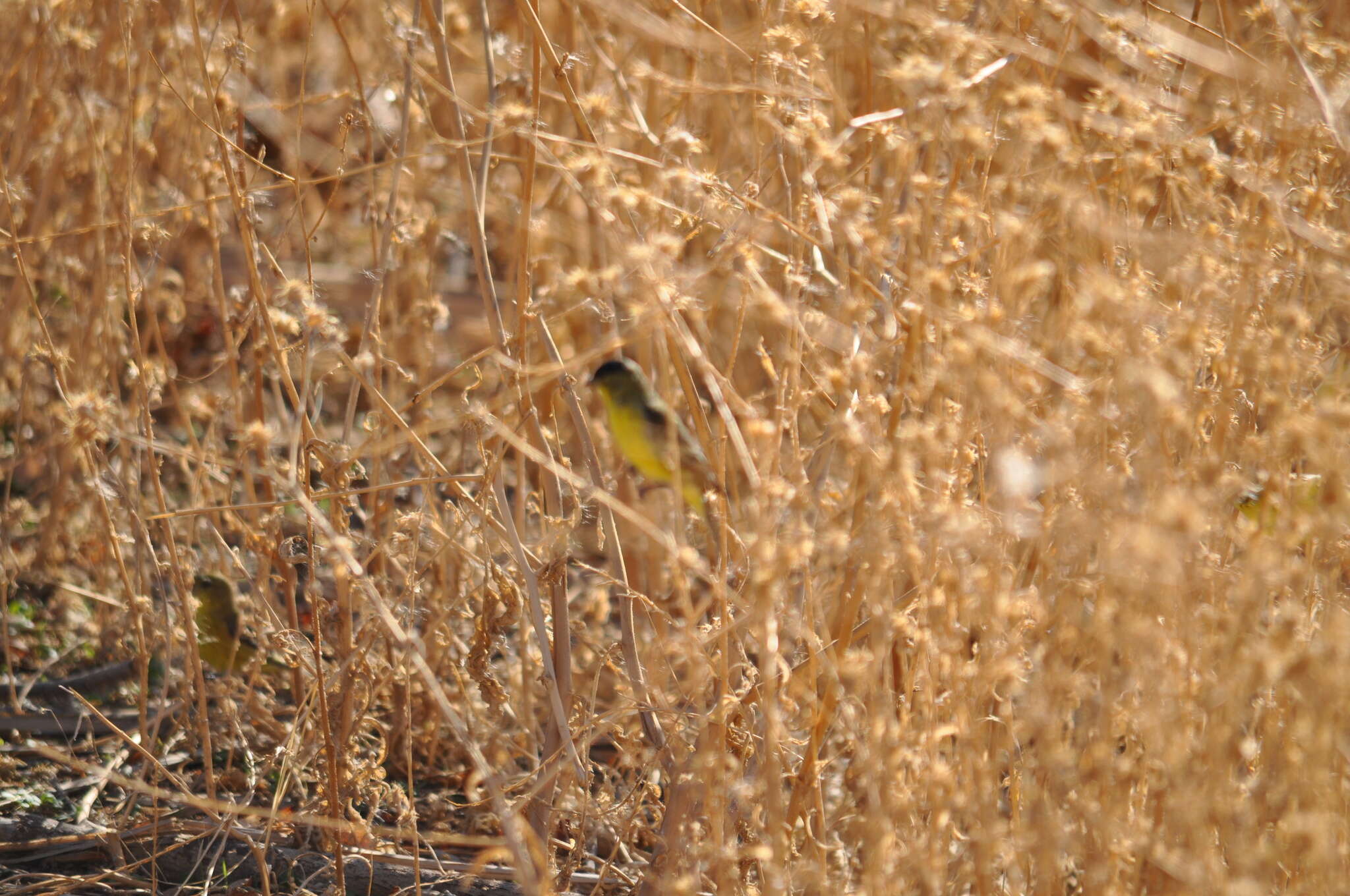 Image of Lesser Goldfinch