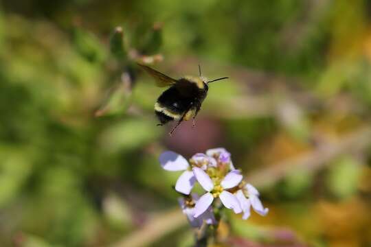 Image of Obscure Bumble Bee