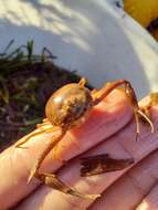 Image of Mediterranean nut crab