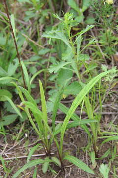 Image of Inula linariifolia Turcz.