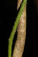 Image of Ripogonum discolor F. Muell.