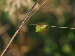 Image of Buffalo treehopper