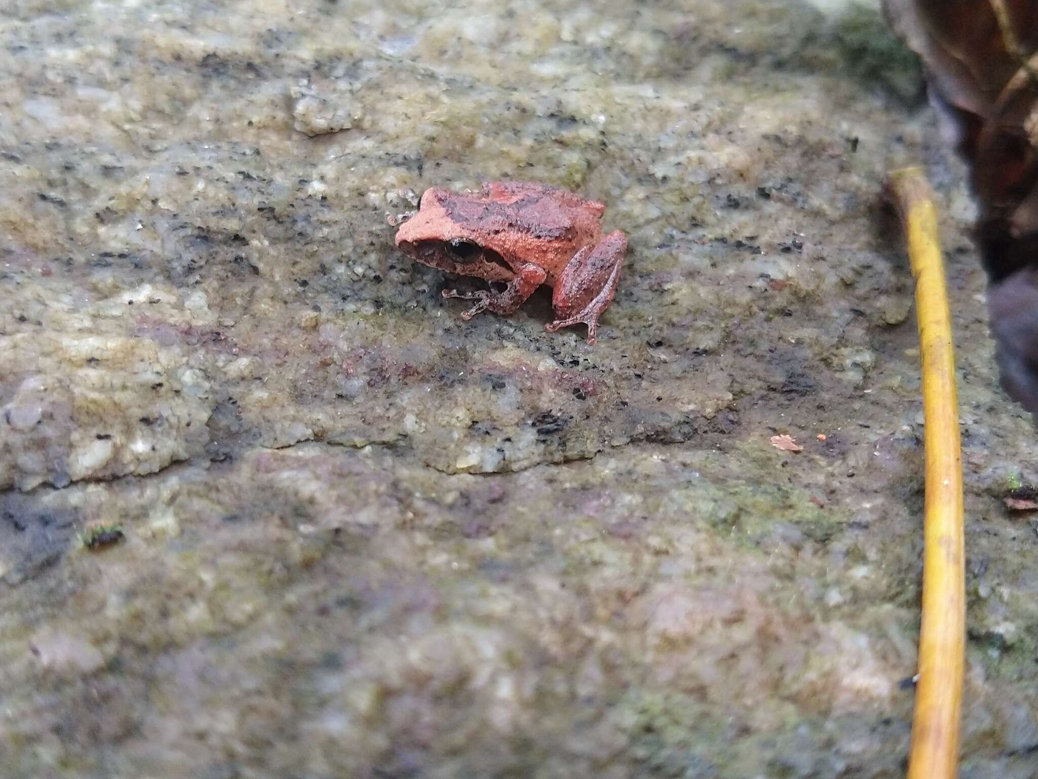 Image of Kani Bush Frog