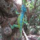 Image of Anolis equestris potior Schwartz And Thomas 1975