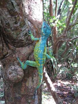 Image of Anolis equestris potior Schwartz And Thomas 1975