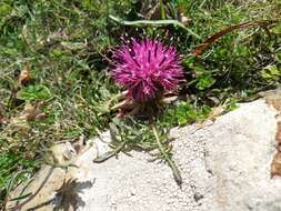 Слика од Centaurea borjae E. Valdes-Bermejo & S. Rivas Goday