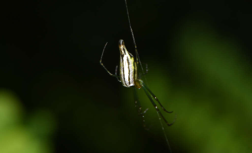 Leucauge undulata (Vinson 1863) resmi