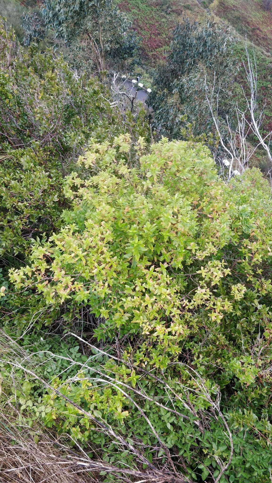 Image of Hypericum glandulosum Dryand. ex Ait.