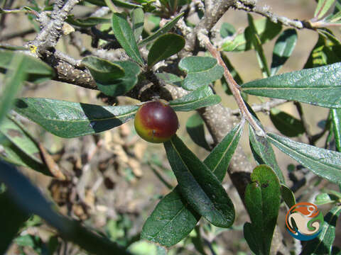 Image of Bourreria spathulata (Miers) Hemsl.