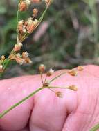 Sivun Fimbristylis dichotoma subsp. depauperata (R. Br.) J. Kern kuva