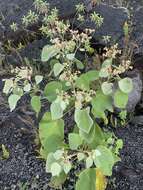 Image de Melochia umbellata (Houtt.) Stapf