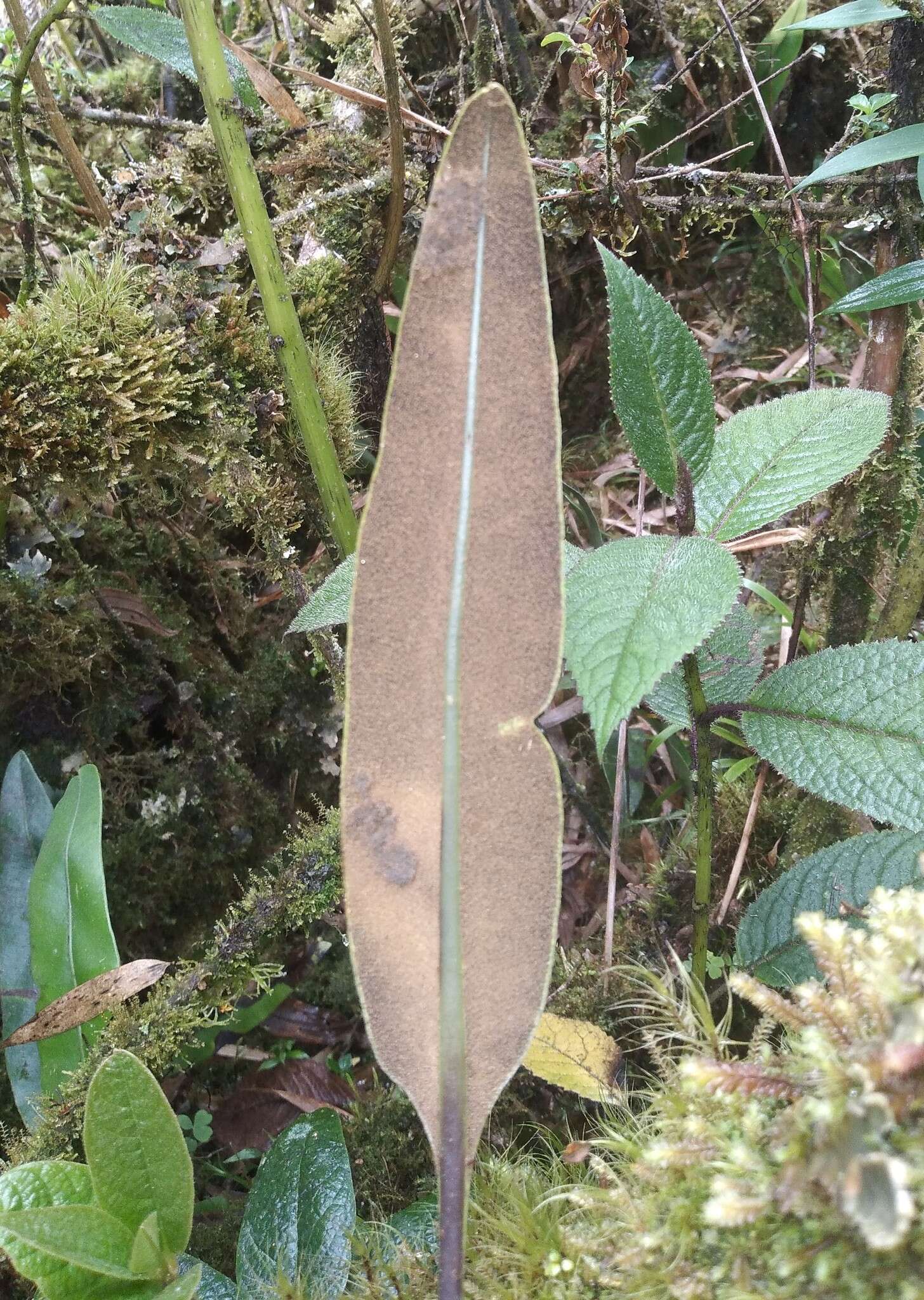 Image de Elaphoglossum lingua (Raddi) Brack.