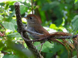 Image of Ruddy-capped Nightingale-Thrush