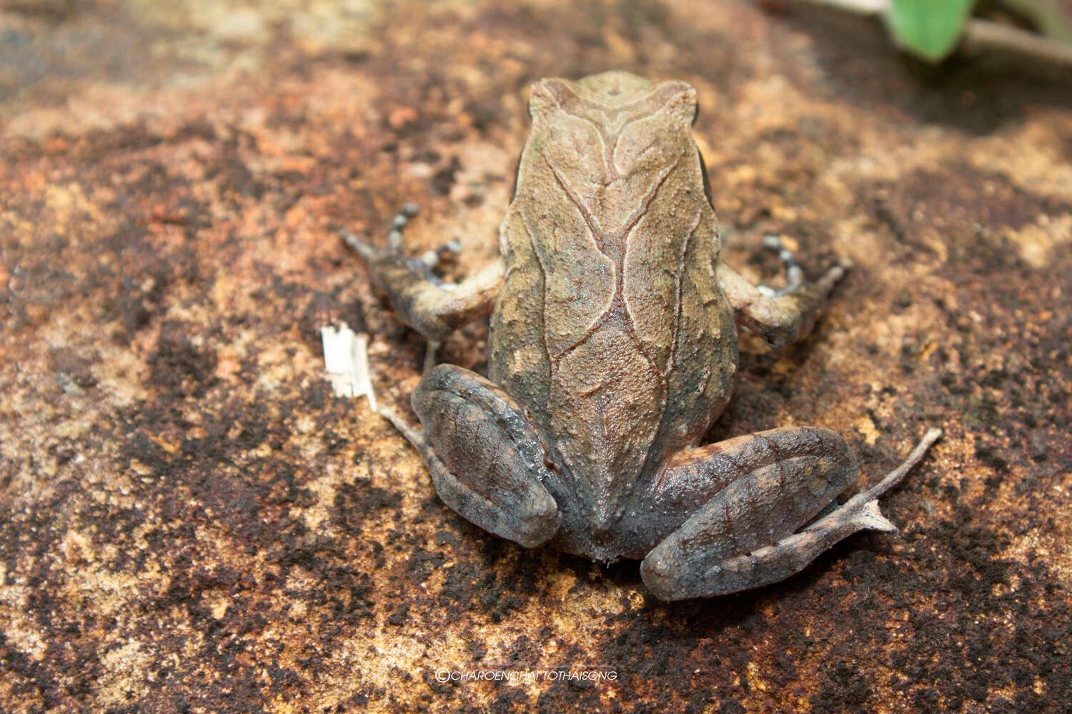 Image of Megophrys minor Stejneger 1926