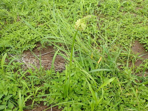 Image of Albuca virens subsp. virens