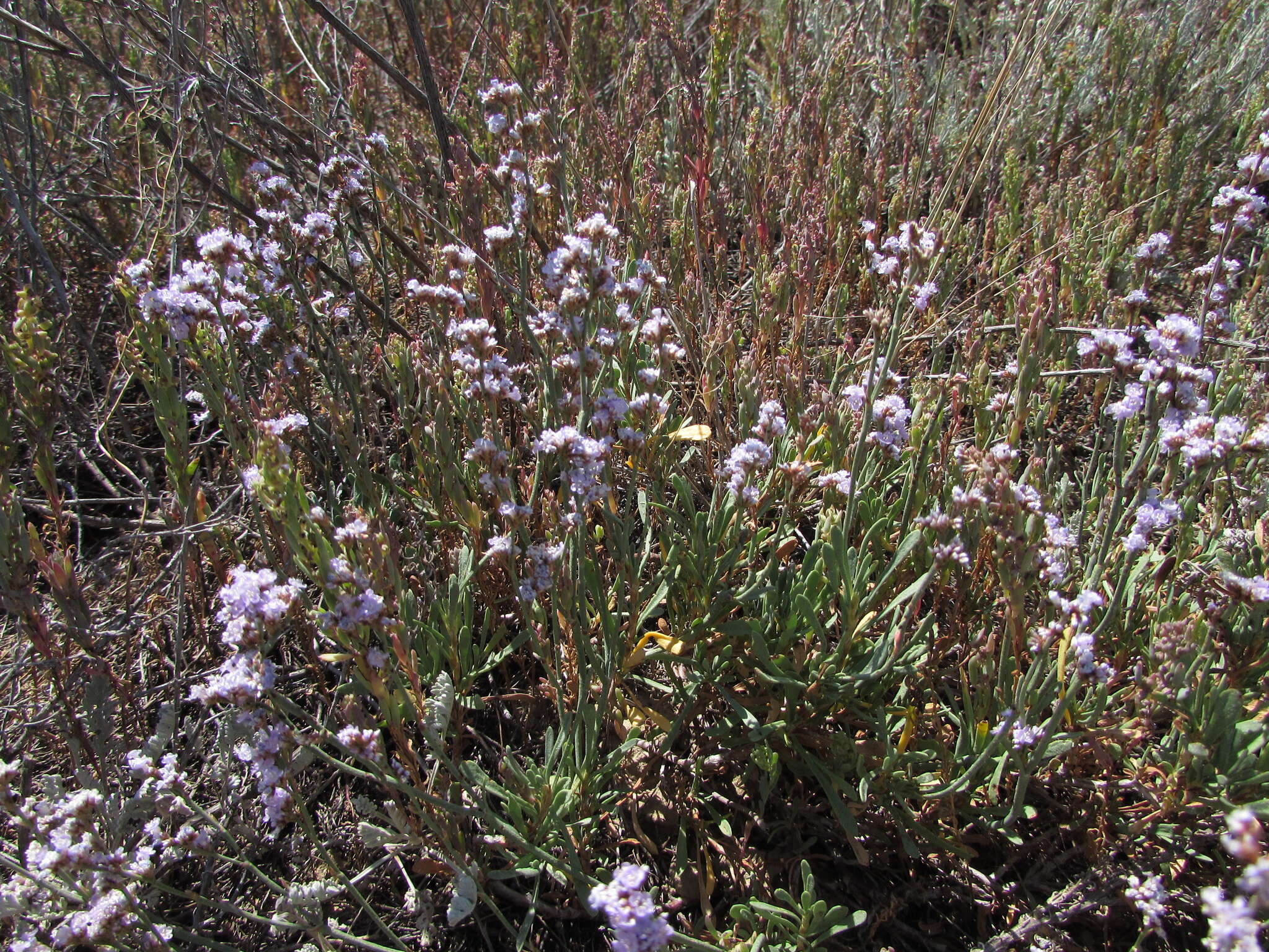 Sivun Limonium suffruticosum (L.) Kuntze kuva