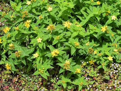 Image of Hypericum foliosum Dryand. ex Ait.