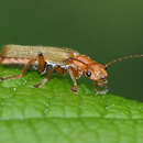 Image of Cantharis cryptica