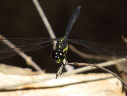 Image of <i>Agrionoptera longitudinalis biserialis</i> Selys 1879