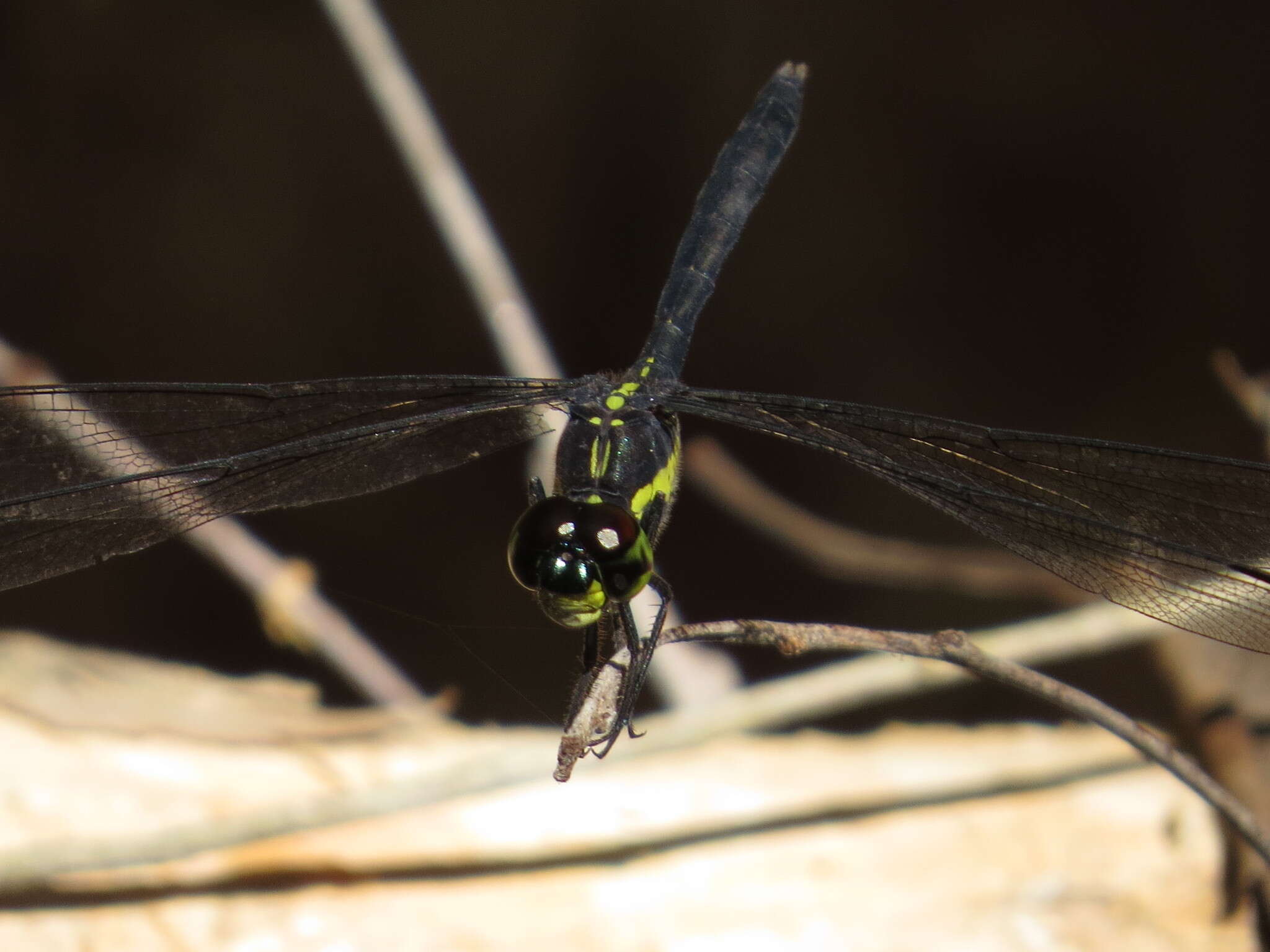 Image of <i>Agrionoptera longitudinalis biserialis</i> Selys 1879