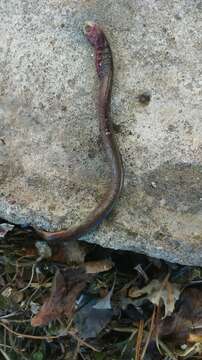 Image of Siberian brook lamprey