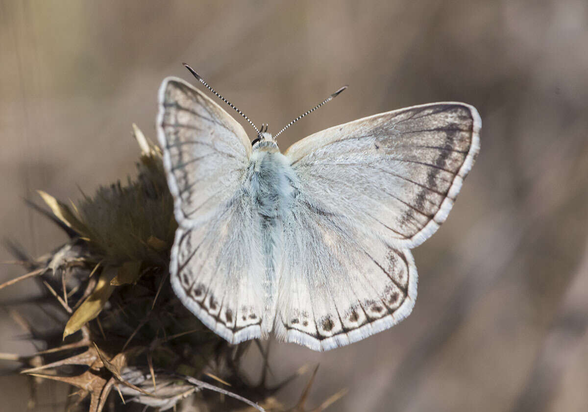 Imagem de Polyommatus albicans (Gerhard 1851)