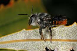 Imagem de Megachile ignescens Cockerell 1929