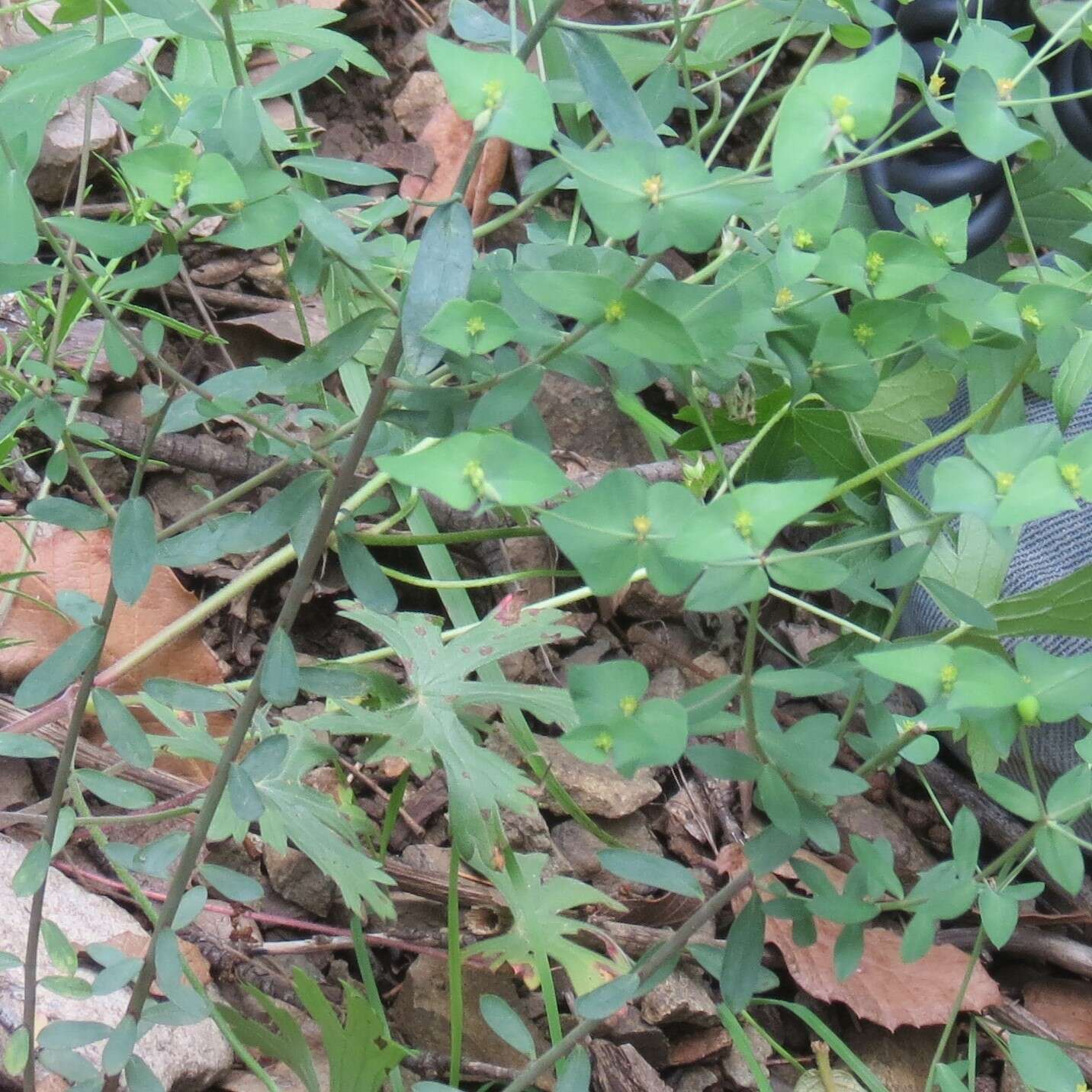 Image of horned spurge