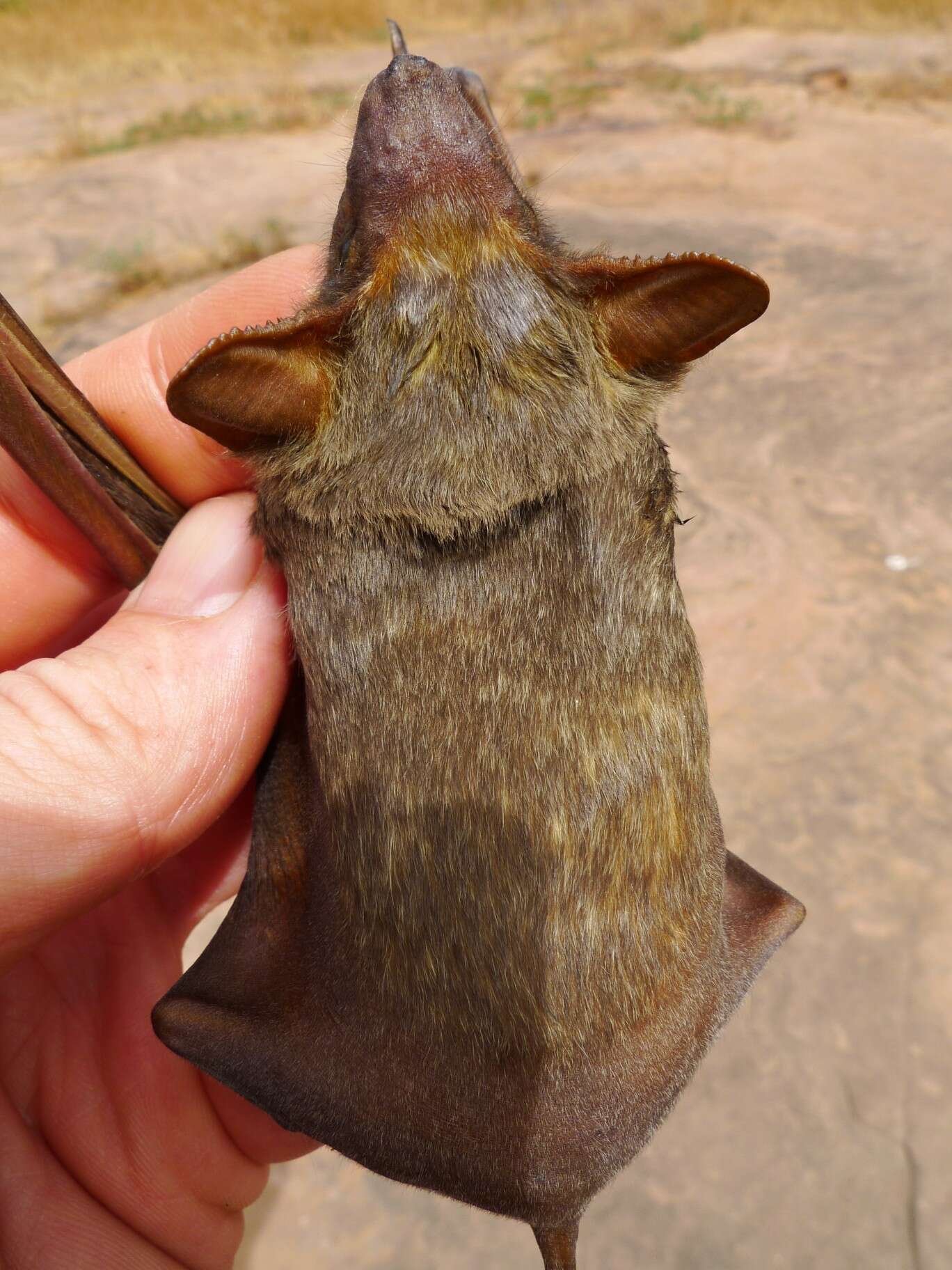 Image of Naked-rumped Tomb Bat