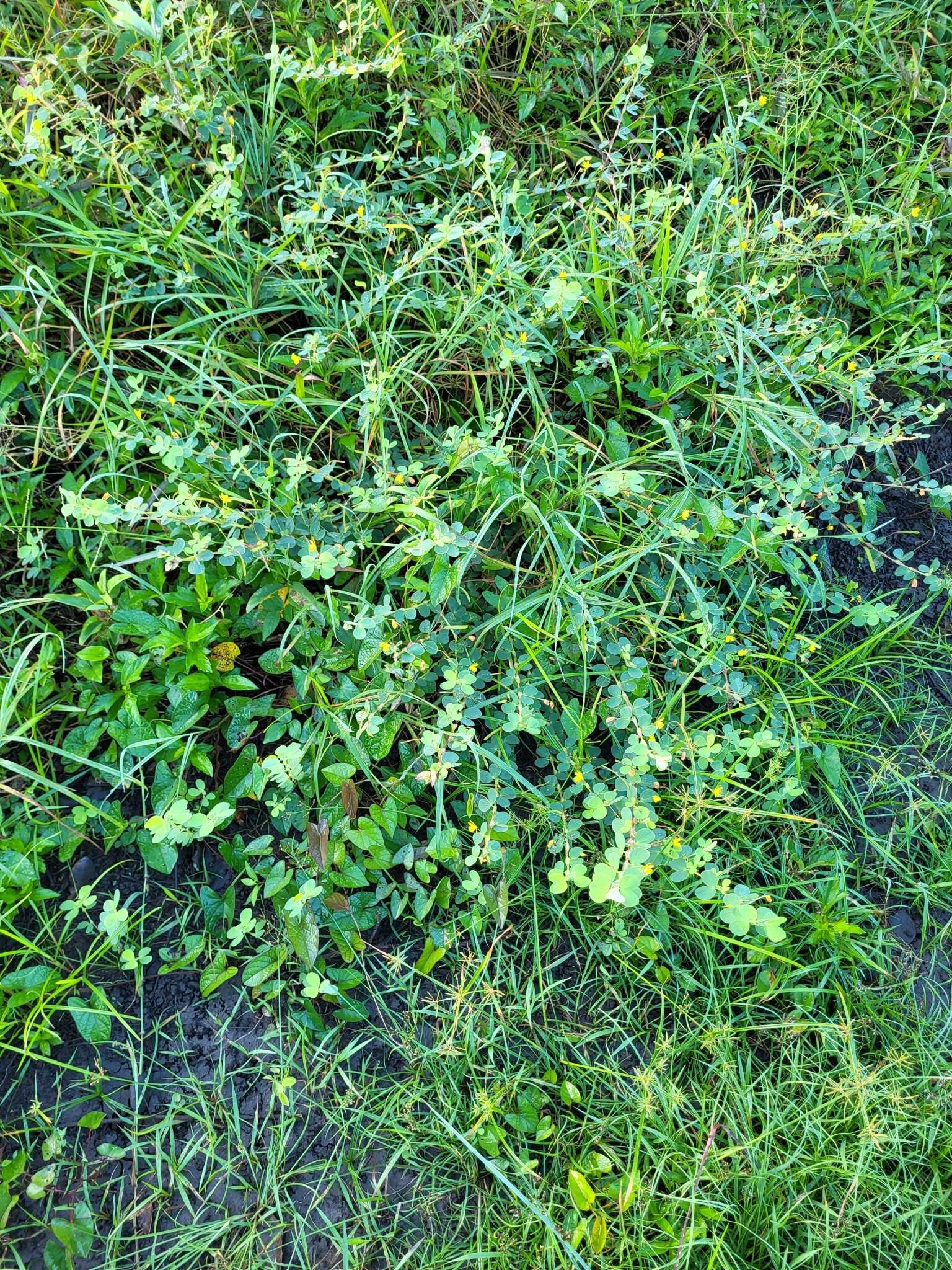 Image of Two-Leaf Sensitive-Pea