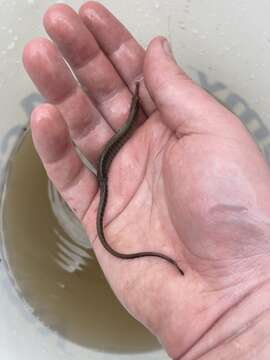 Image of American Gulf Pipefish