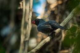 Image of Black-throated Grosbeak