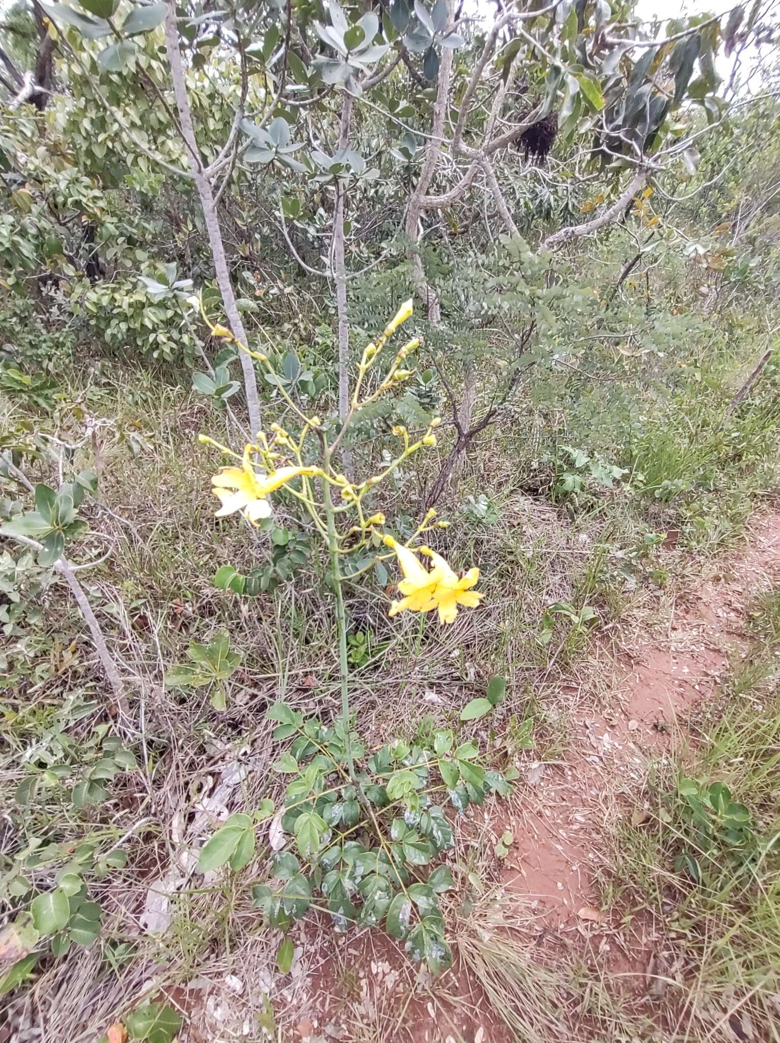 صورة Adenocalymma pedunculatum (Vell.) L. G. Lohmann