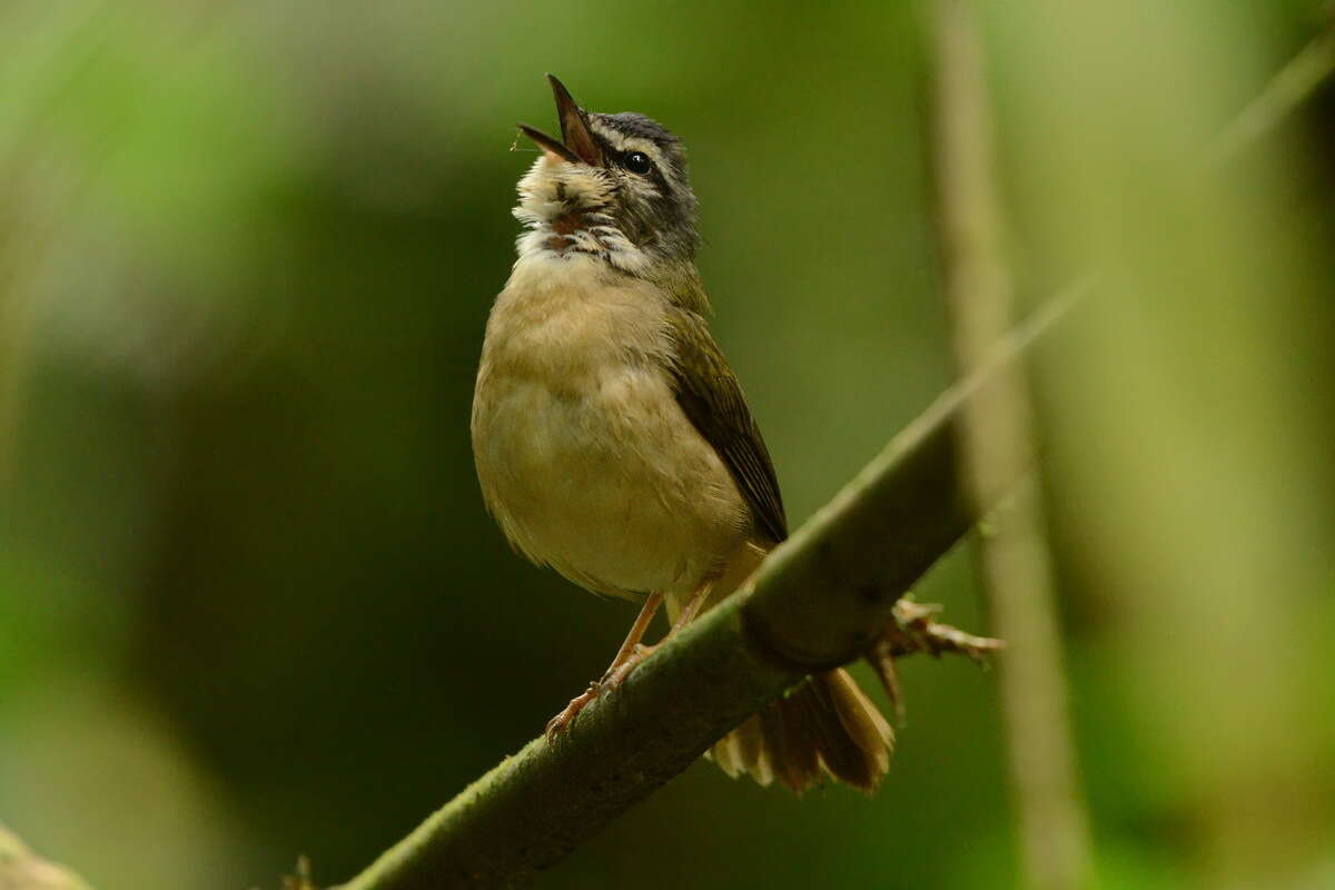 Image of Riverbank Warbler