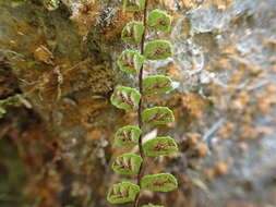 Слика од Asplenium tripteropus Nakai