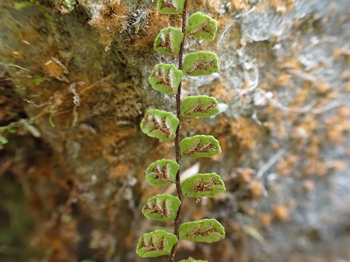 Слика од Asplenium tripteropus Nakai