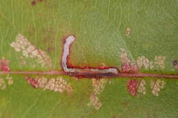 Image of Bucculatrix pomifoliella Clemens 1860