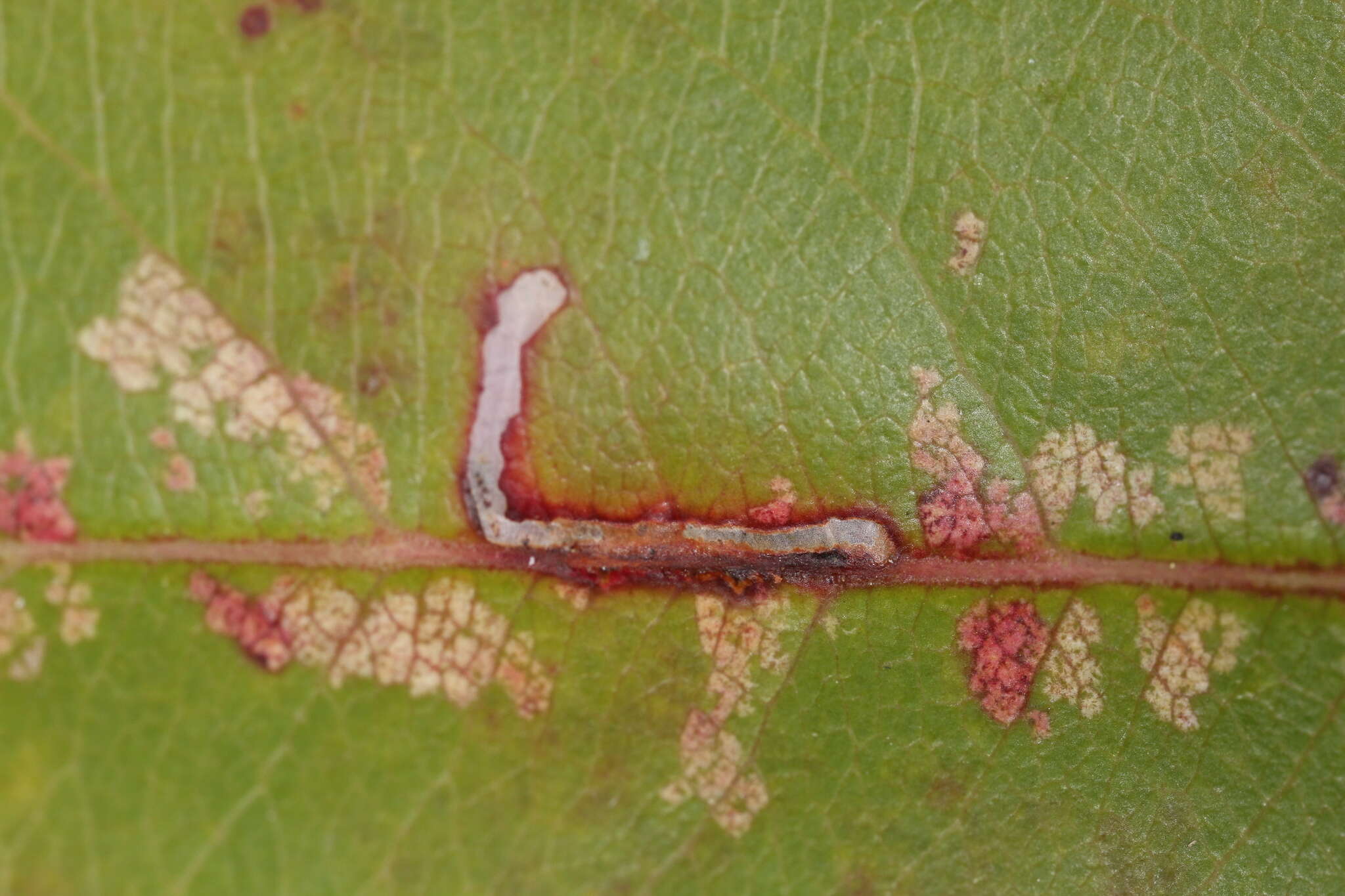 Image of Bucculatrix pomifoliella Clemens 1860