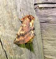 Image of Coxcomb Prominent