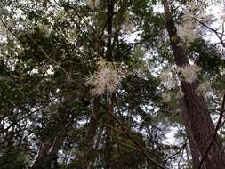 Image of American Fringe Tree