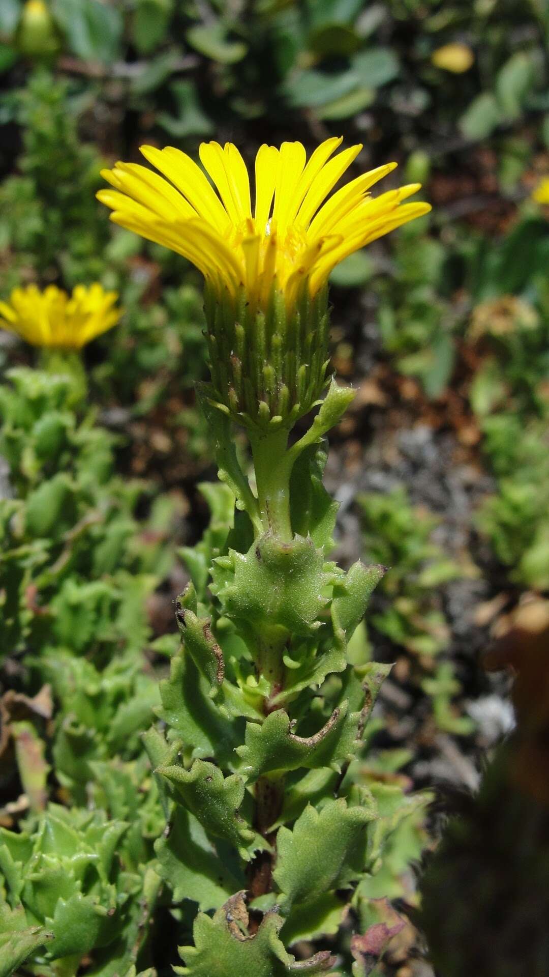 Haplopappus foliosus DC. resmi