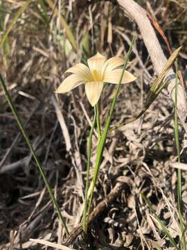 Image of Romulea longipes Schltr.