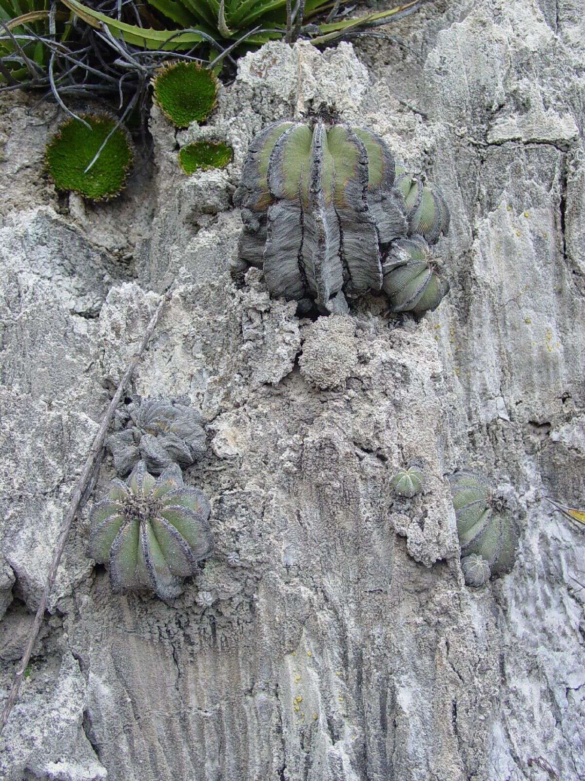 Image of Aztekium hintonii Glass & W. A. Fitz Maur.