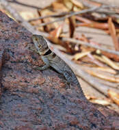 Image of Collared iguana