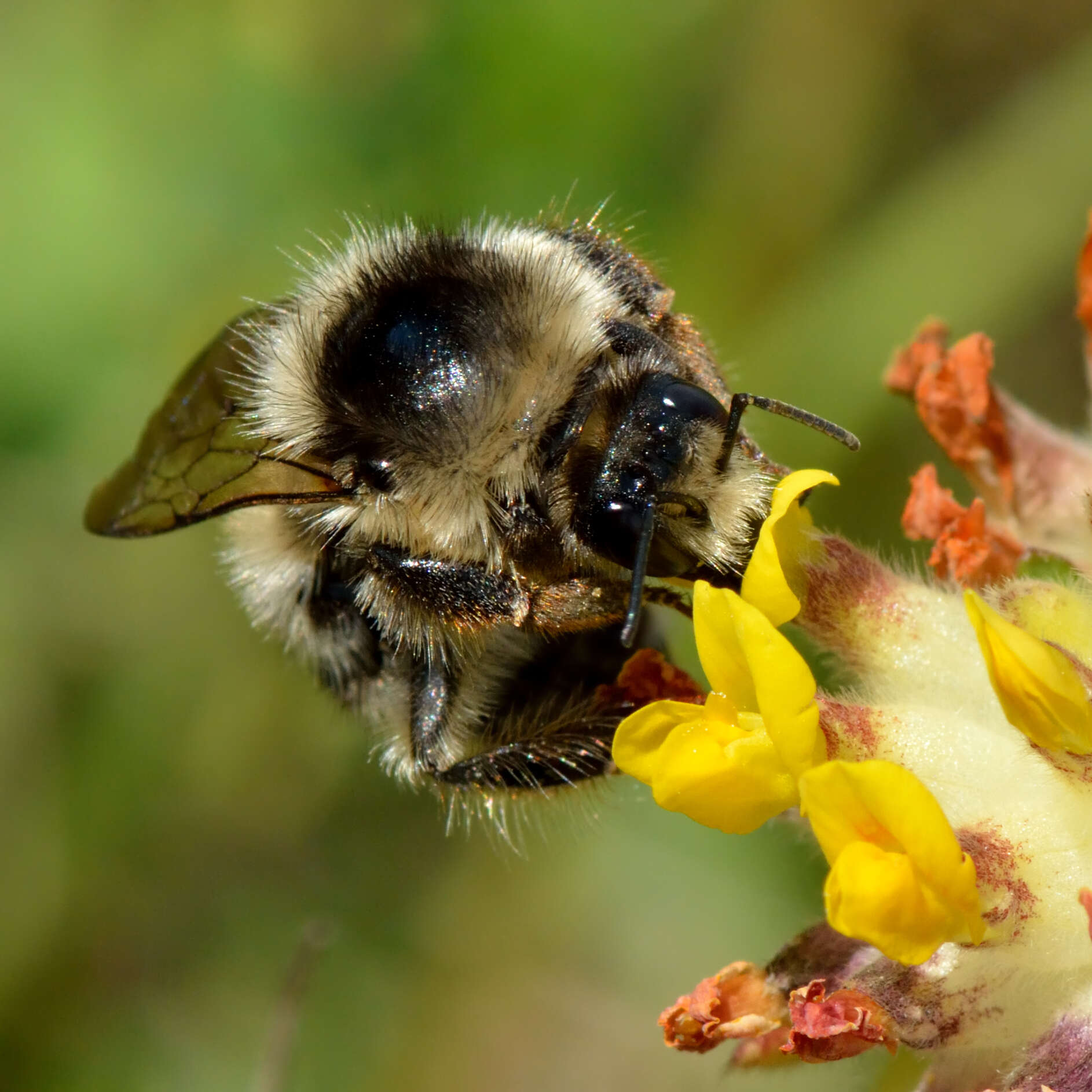 Image of Shrill carder bee